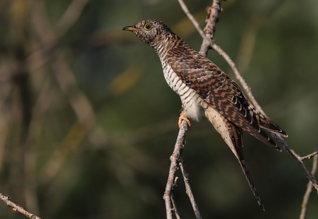 Cuculo: la signora in rossiccio?